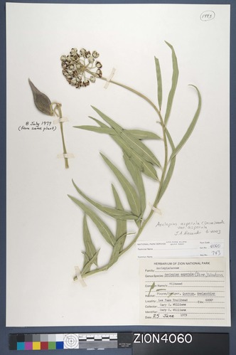 Herbarium Specimen Sheet 4060