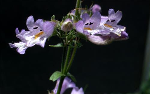 Badlands Flowers: Red, Pink, Blue