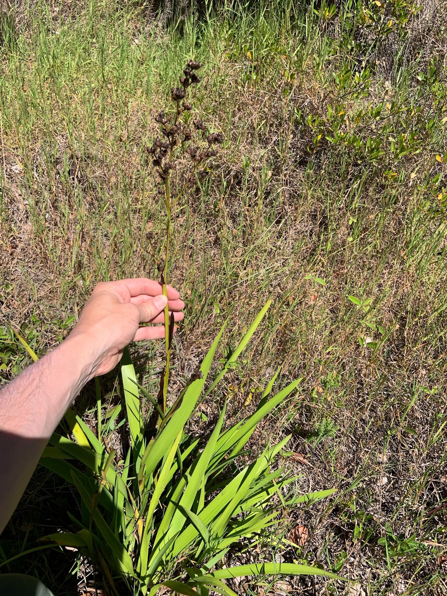 Photo of plant species Dietes iridioides
