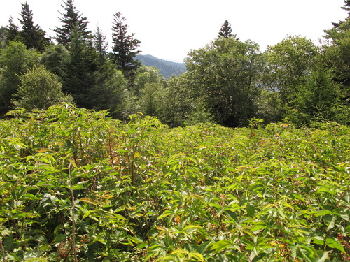 Plot Code: GRSM_AA_0590_5