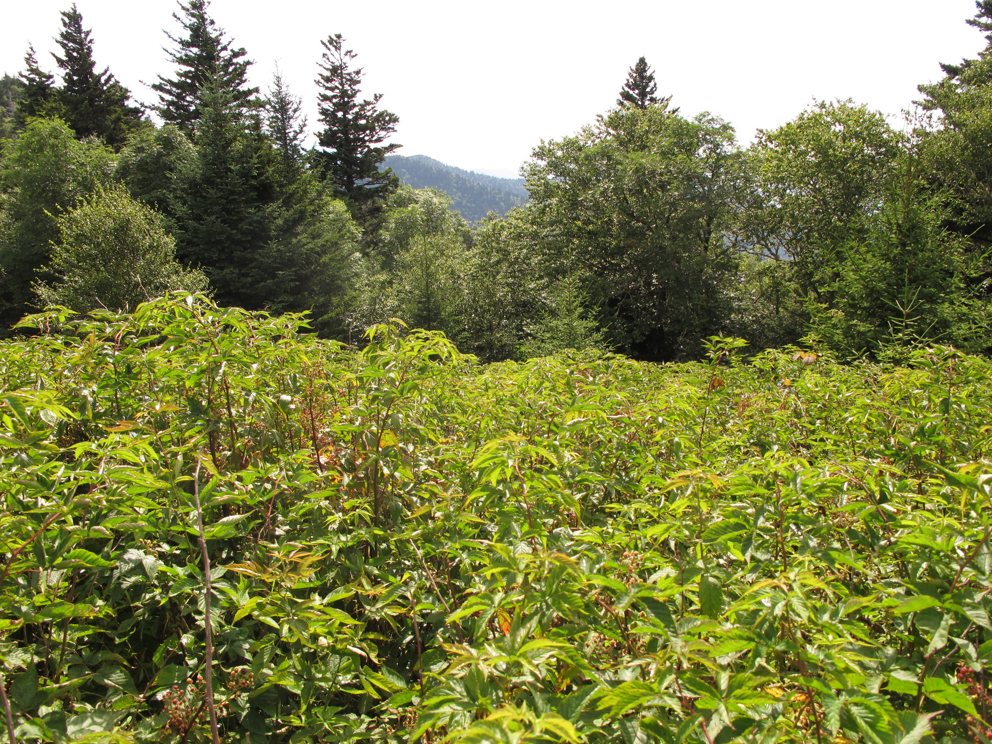 Plot Code: GRSM_AA_0590_5