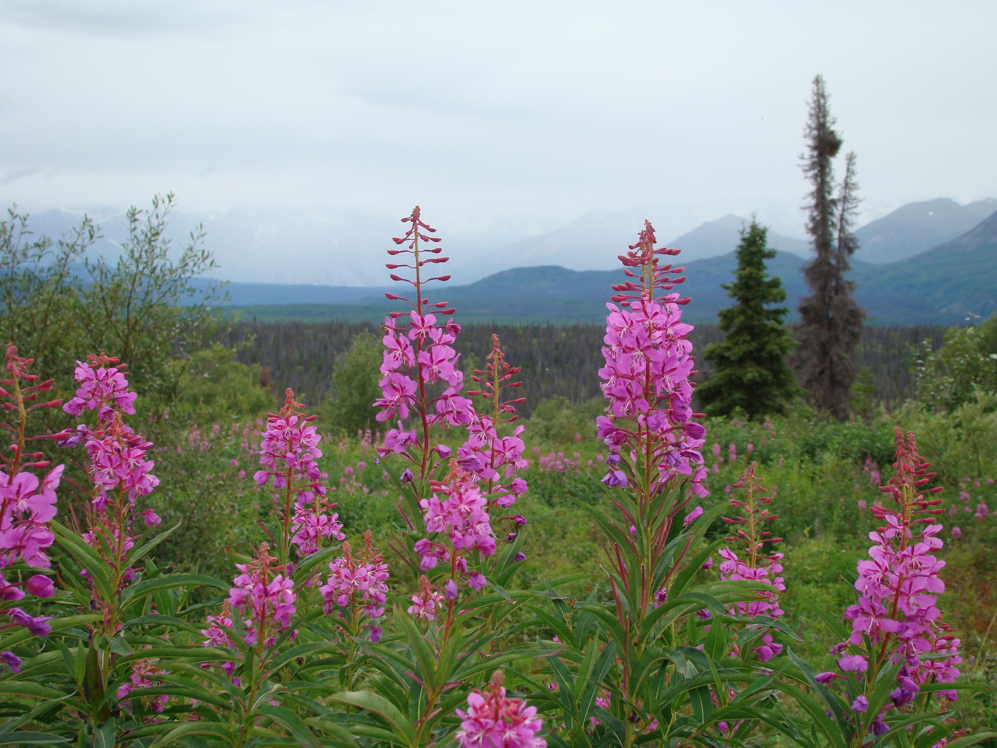 Pink fireweed clusters can be seen in the foreground. Mountains fade into the background in different layers of blue.
