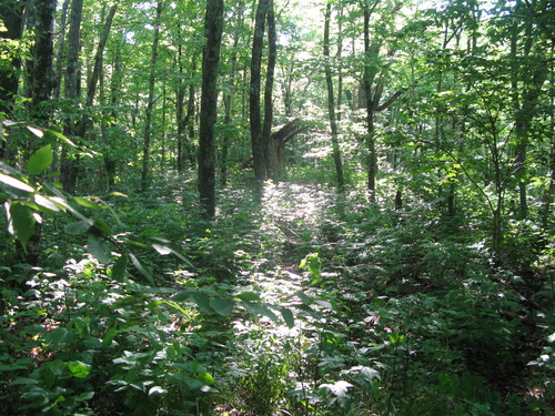 GRSM Accuracy Assessment. Plot Code: GRSM_AA_0438_3