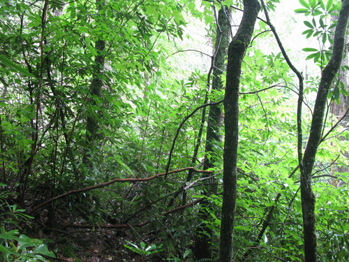 GRSM Accuracy Assessment. Plot Code: GRSM_AA_0767_2