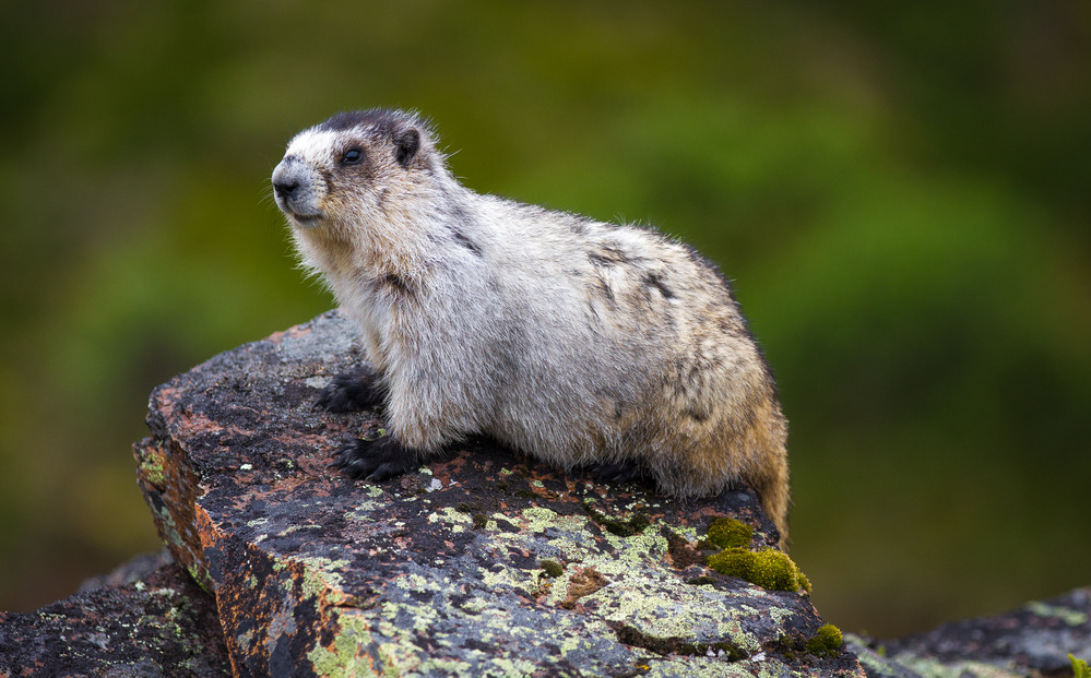 a marmot sitting atop a large rock