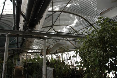 Major snow storm damage to greenhouse #4 at Kenilworth Aquatic Gardens - February 2010
