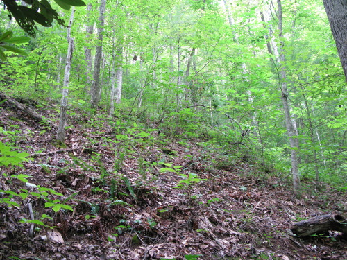 GRSM Accuracy Assessment. Plot Code: GRSM_AA_0088_5