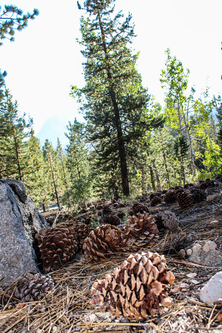 Pine cones and needles on the ground in front of pine trees