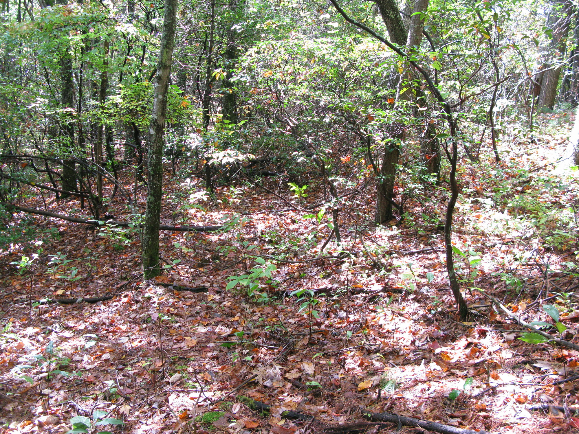 GRSM Accuracy Assessment. Plot Code: GRSM_AA_0150_5