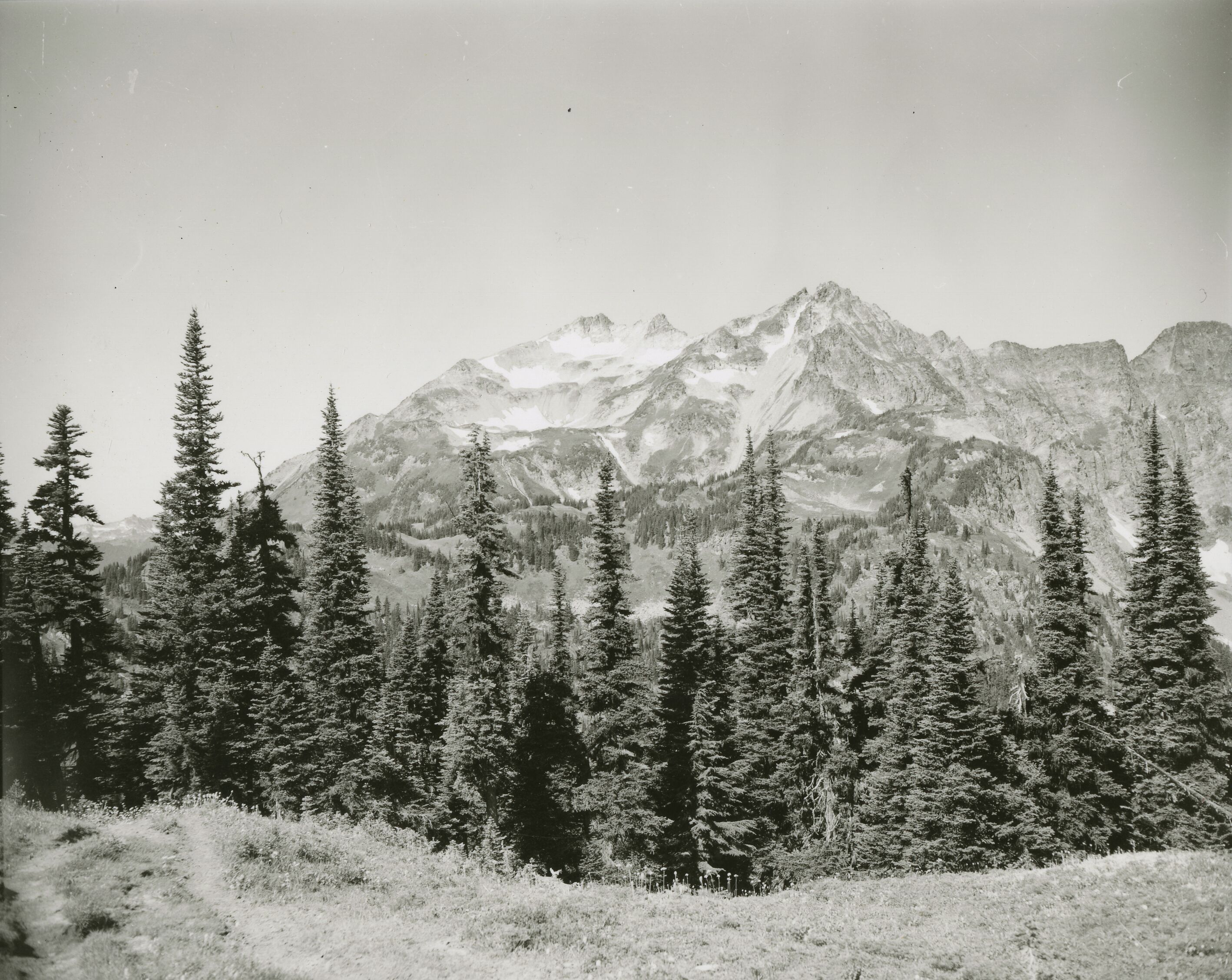 A forest edge with a glaciated mountain in the distance.