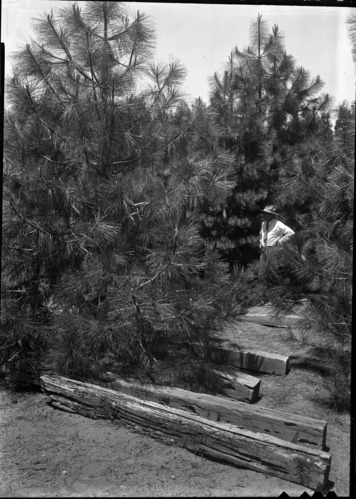 Copy Neg: Leroy Radanovich, September 2000. Yosemite Lumber Co. - South side cut over lands showing trees 18 & 20' high growing in old R.R. grade, rails removed from this grade on April 26, 1917. Museum Collections Cat. No: YOSE 81824