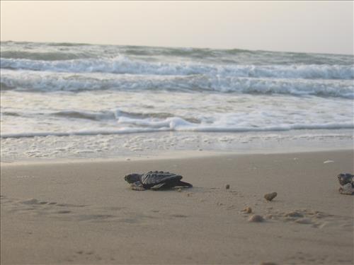 2008 Kemp's ridley sea turtle project at Padre Island National Seashore