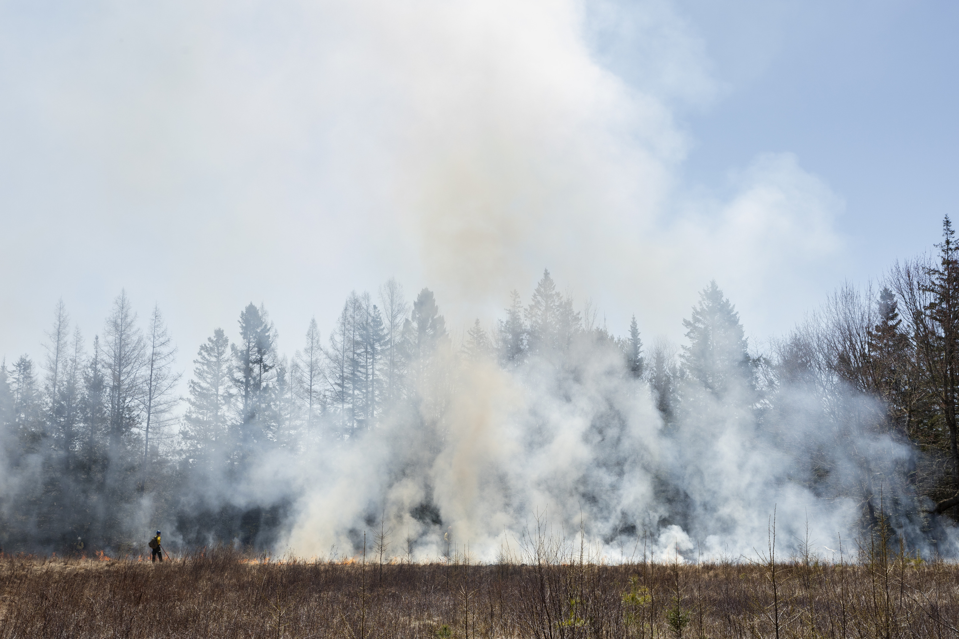 A prescribed burn in a field with dry vegetation, showing a firefighter observing the burn. Smoke billows up, partially obscuring a forest of mixed trees under a clear, blue sky.