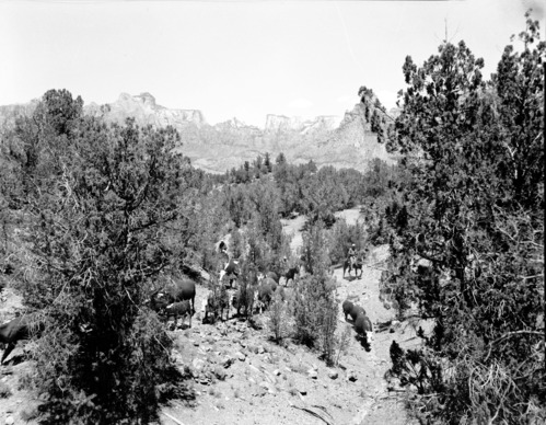 Herding animals up a steep canyon trail on horseback. [Negative of the 10x8 museum Exhibit #27-P-5.]