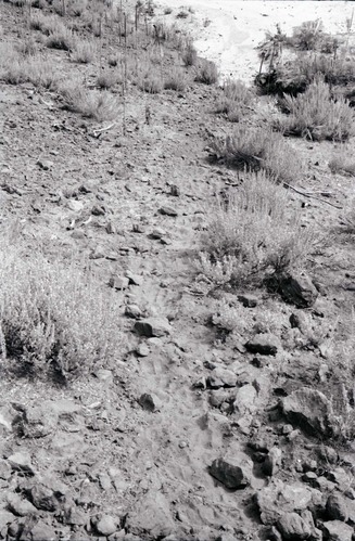 BW photo of the 1937 grazing study 35MM.
