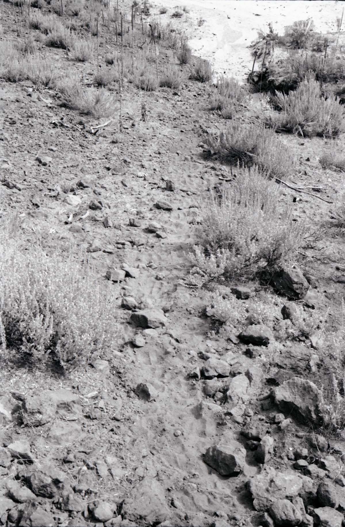 BW photo of the 1937 grazing study 35MM.