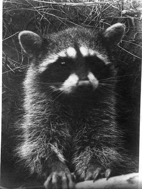 Raccoon