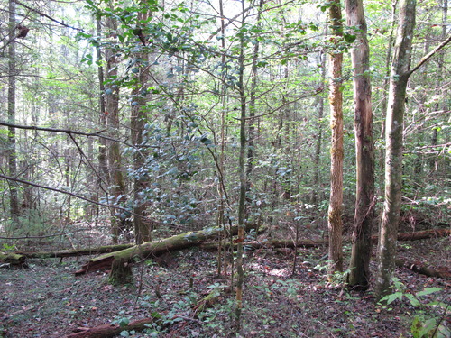 GRSM Accuracy Assessment. Plot Code: GRSM_AA_0374_4