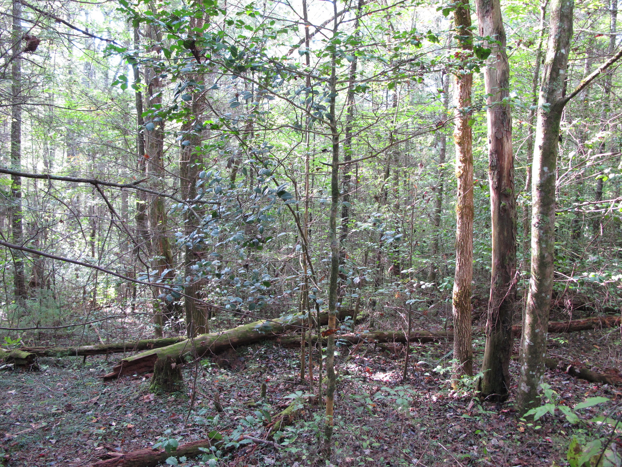 GRSM Accuracy Assessment. Plot Code: GRSM_AA_0374_4