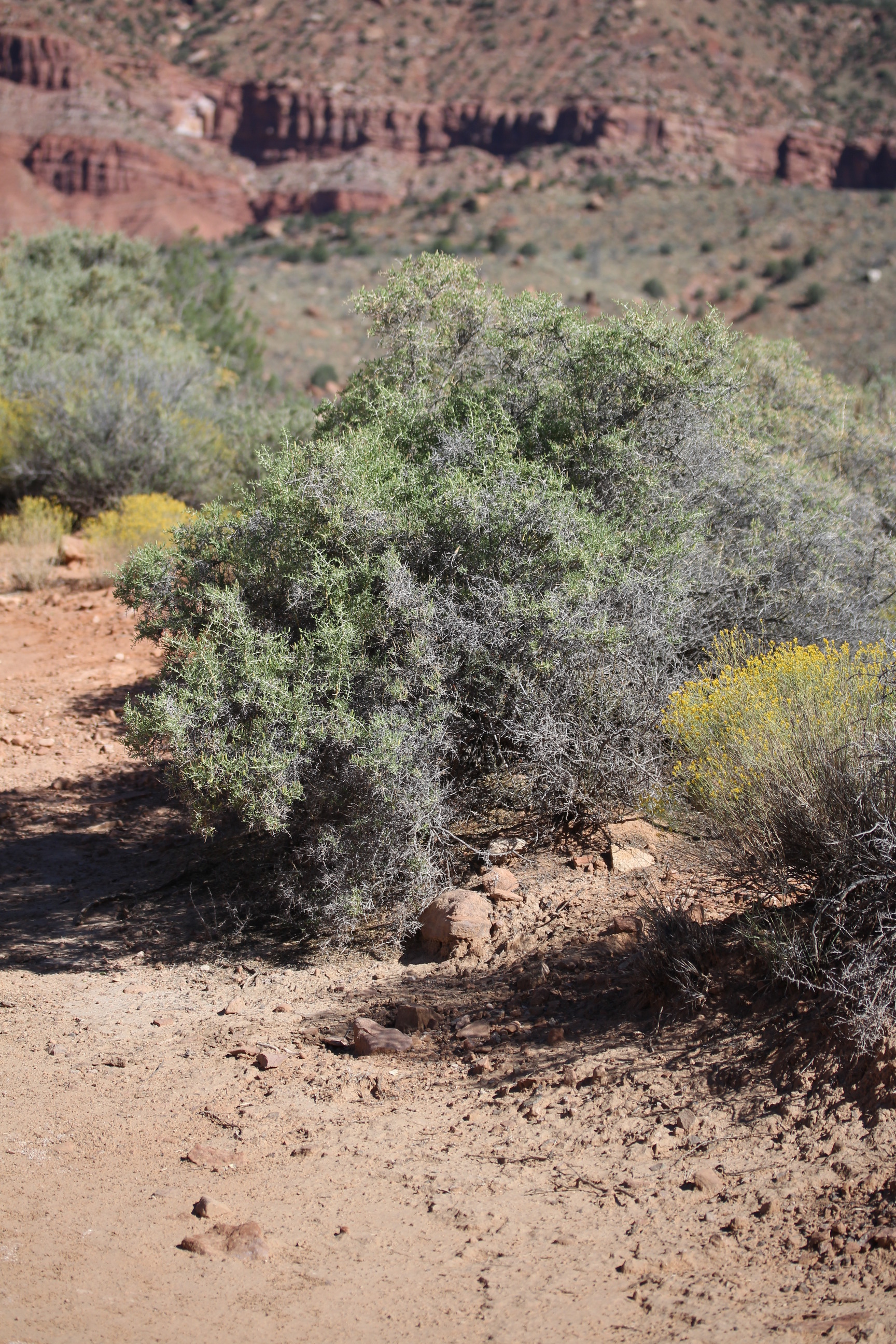 Sarcobatus vermiculatus, Greasewood