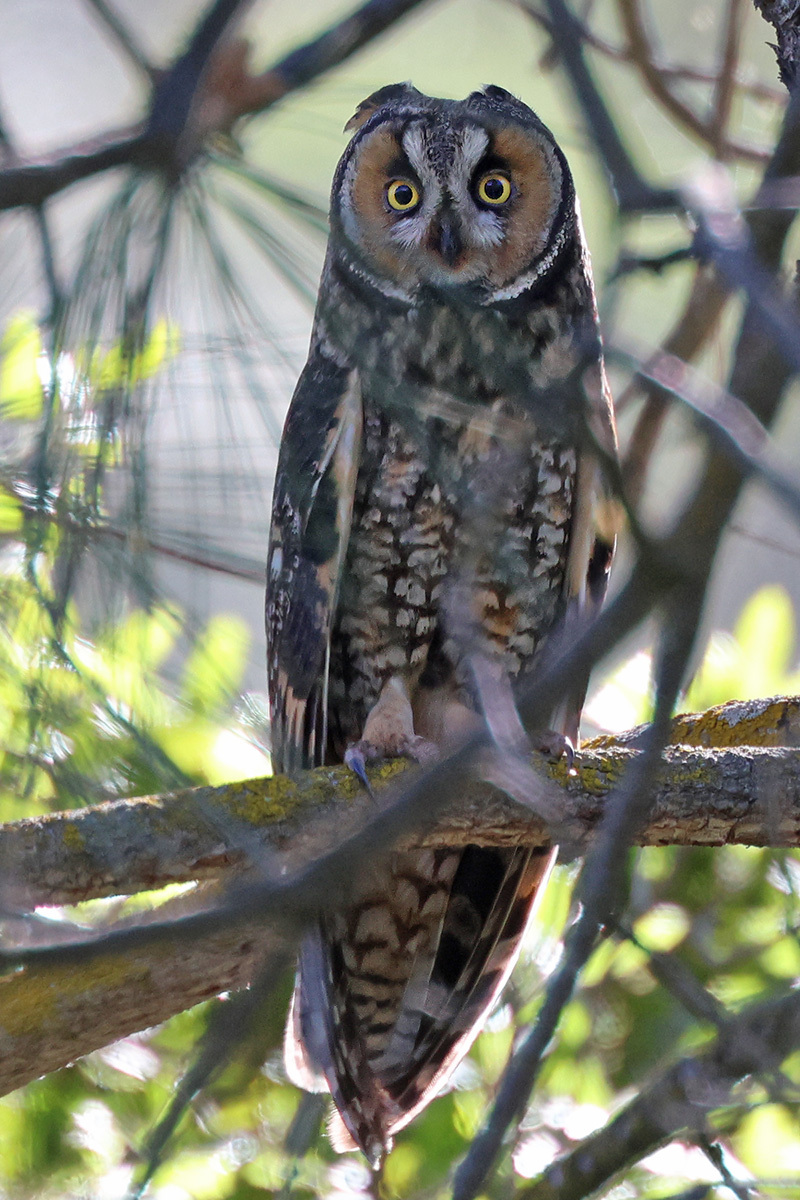 Portrait of another Long-Eared owl, yellow eyes open wide as it sits on a Gray Pine. There are some pine needles in front of it. Its white, brown, and light brown feathers across its chest visible and wings folded in. Its ear tufts are pressed down. 