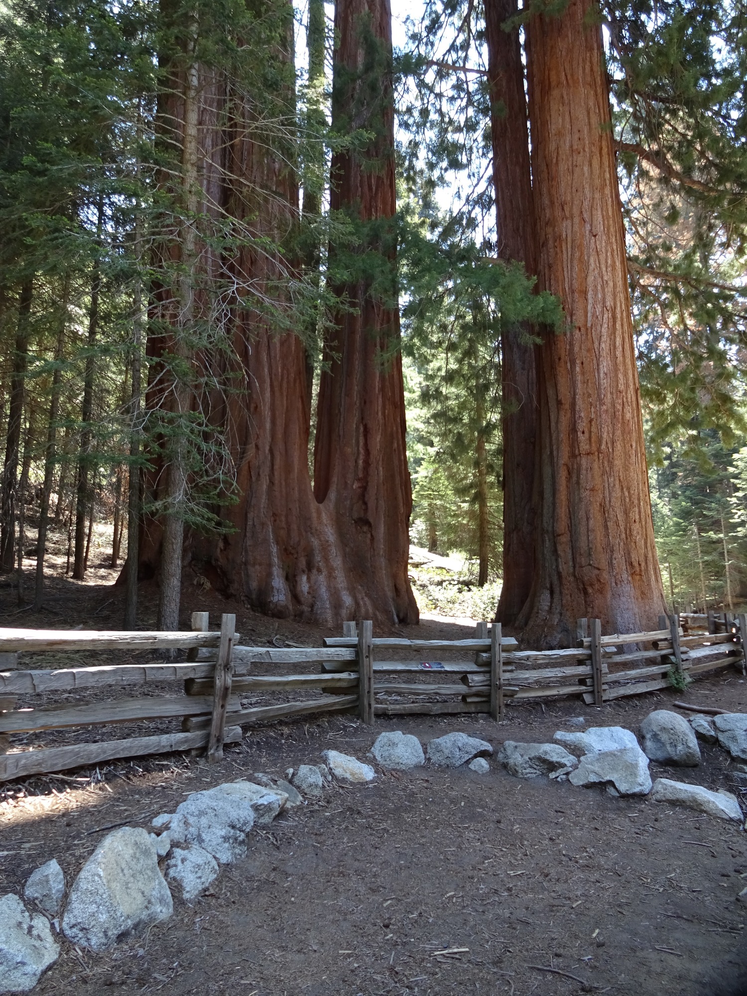 A post and rail fence with giant Sequoias in the background.