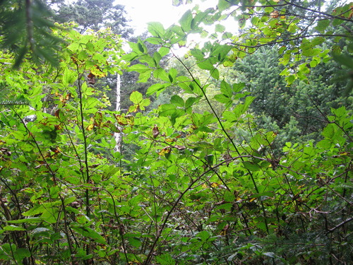 GRSM Accuracy Assessment. Plot Code: GRSM_AA_0274_5