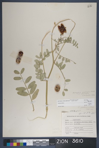 Herbarium Specimen Sheet 3610