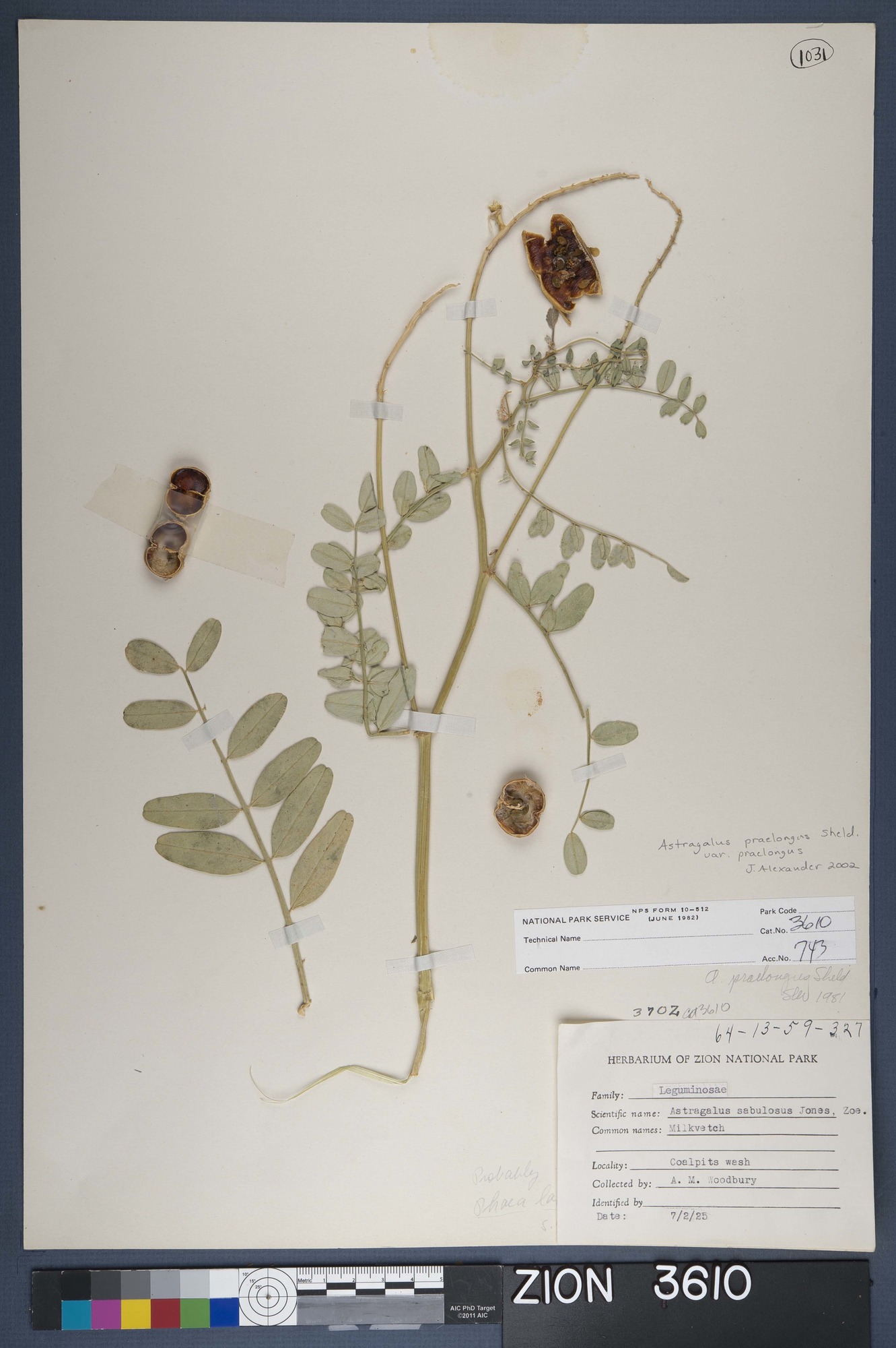 Herbarium Specimen Sheet 3610
