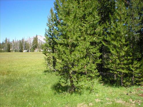 Ellis Meadow in Aug. 2003, Sequoia and Kings Canyon National Park