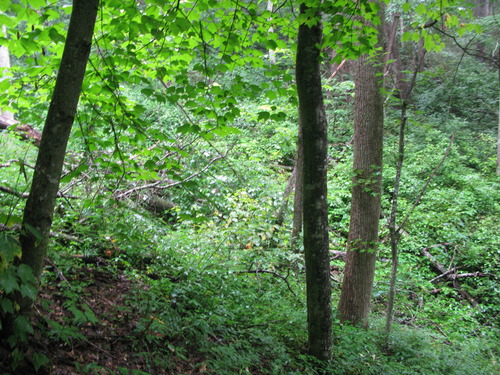 Plot Code: GRSM_AA_0447_2