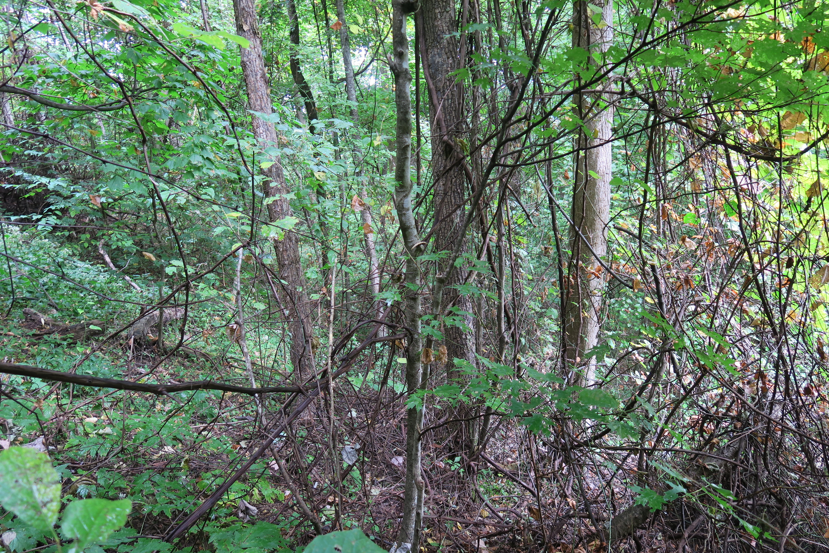 GRSM Accuracy Assessment. Plot Code: GRSM_AA_0800_2