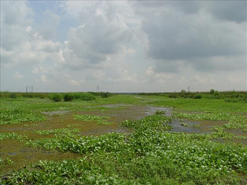 Restoration of abandoned oil and gas canal at the Barataria Preserve