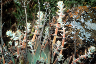Santa Barbara Island Dudleya