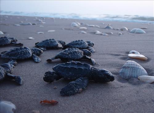 Sea turtle egg corral work at Padre Island National Seashore in 2008.