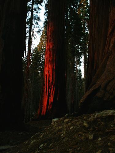 Giant wildfire used for resource benefit, Sequoia and Kings Canyon National Parks, summer 2003
