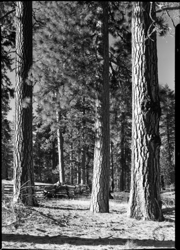 Western Yellow Pines on Cuneo property