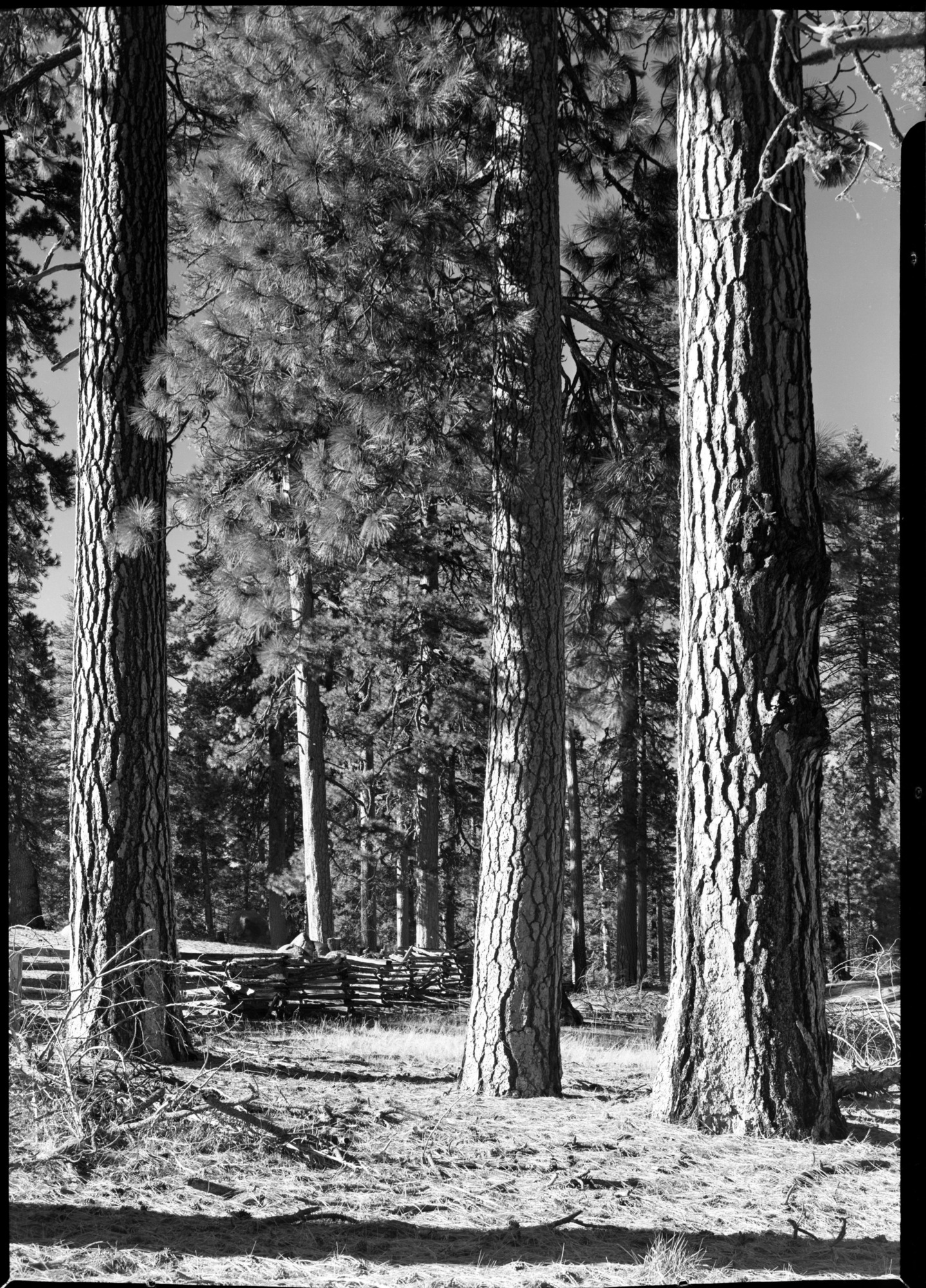 Western Yellow Pines on Cuneo property