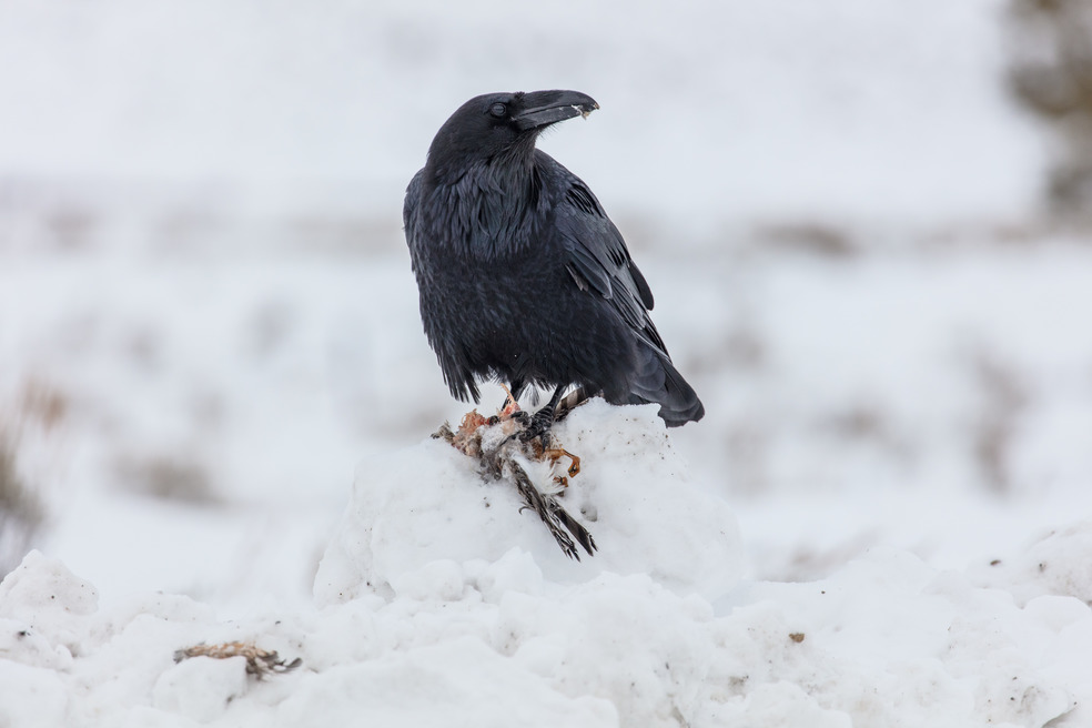 A raven sits on a small piece of hawk carcass and is looking away.