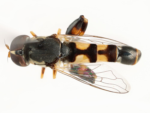 Dorsal view of pinned flower fly, Syritta pipiens