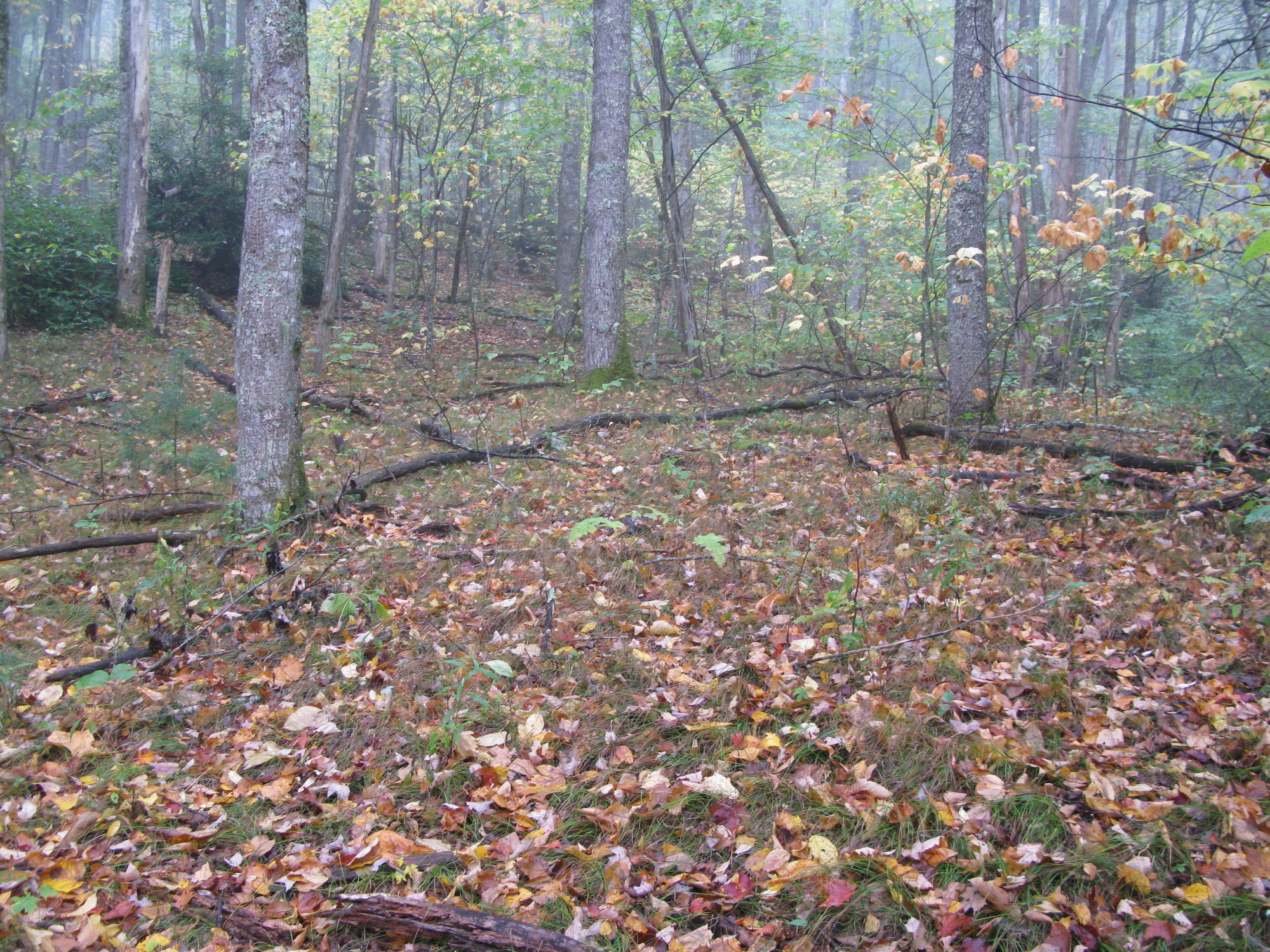 GRSM Accuracy Assessment. Plot Code: GRSM_AA_0341_5