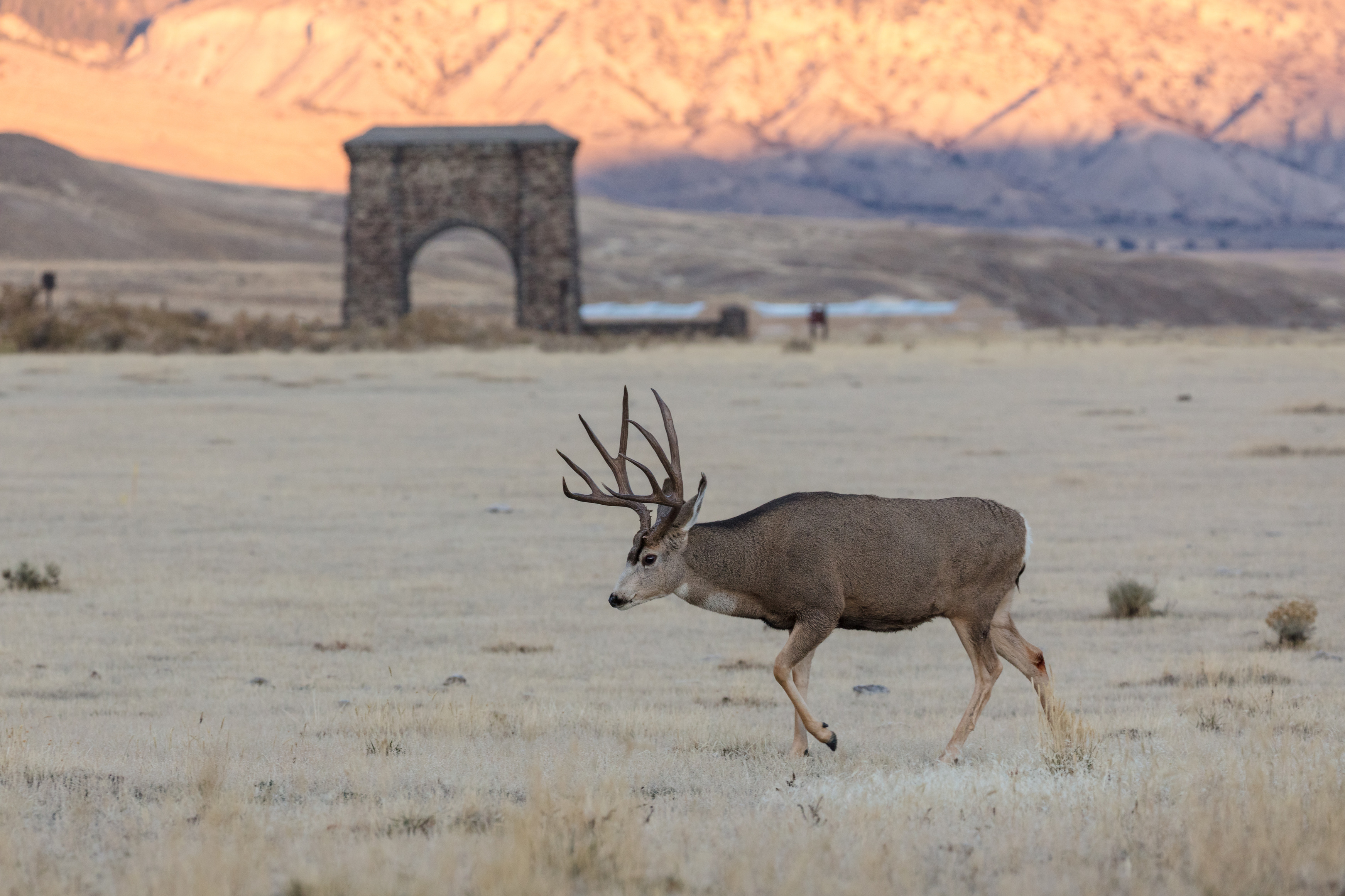 Large mule deer walks across open field with Roosevelt Arch in the background.