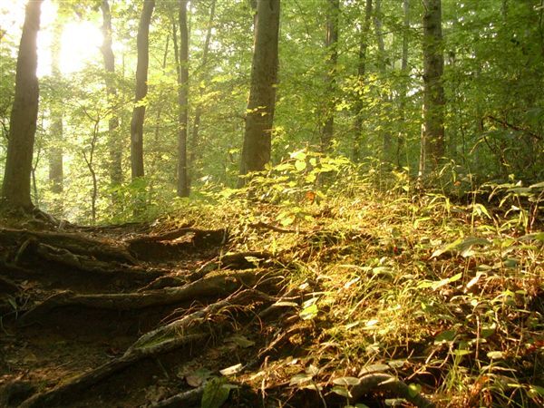 Sun shining on a forest floor with tree roots and plants.