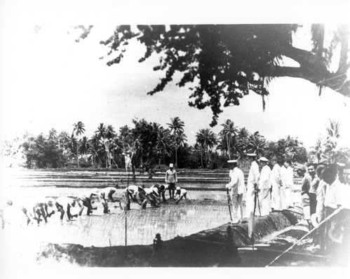 A row of people bent over, working in a rice paddy. Japanese soldiers watch them work. 