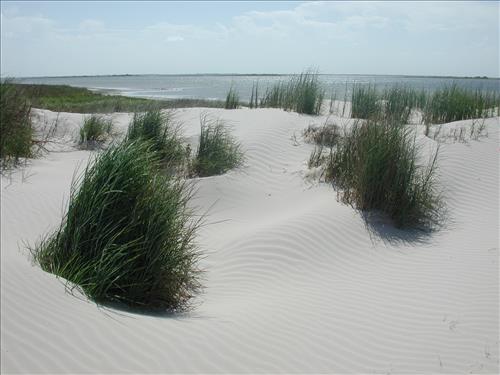 Scenery of Padre Island National Seashore