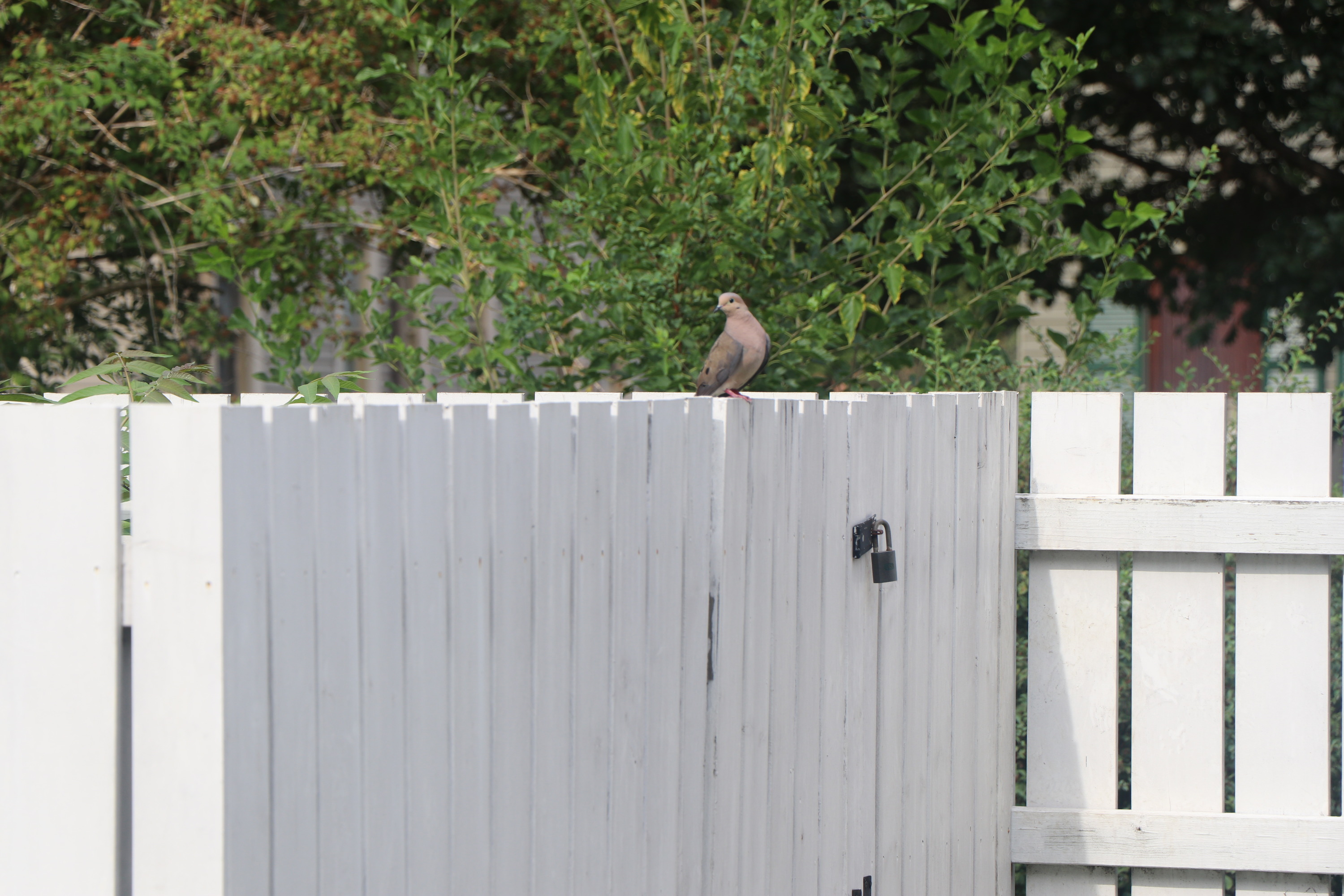 A fluffy light-colored bird sitting on a white fence.