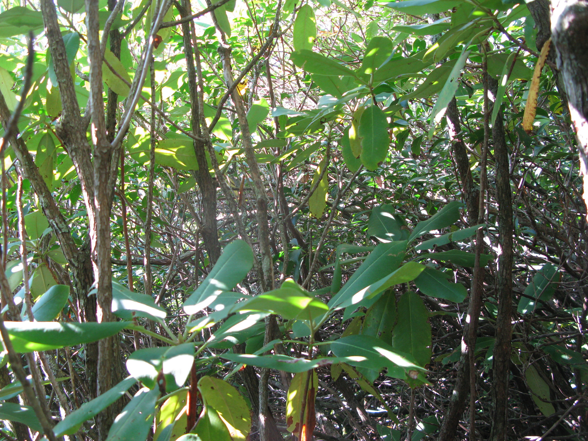 GRSM Accuracy Assessment. Plot Code: GRSM_AA_0859_4