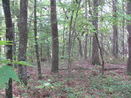 GRSM Accuracy Assessment. Plot Code: GRSM_AA_0951_4