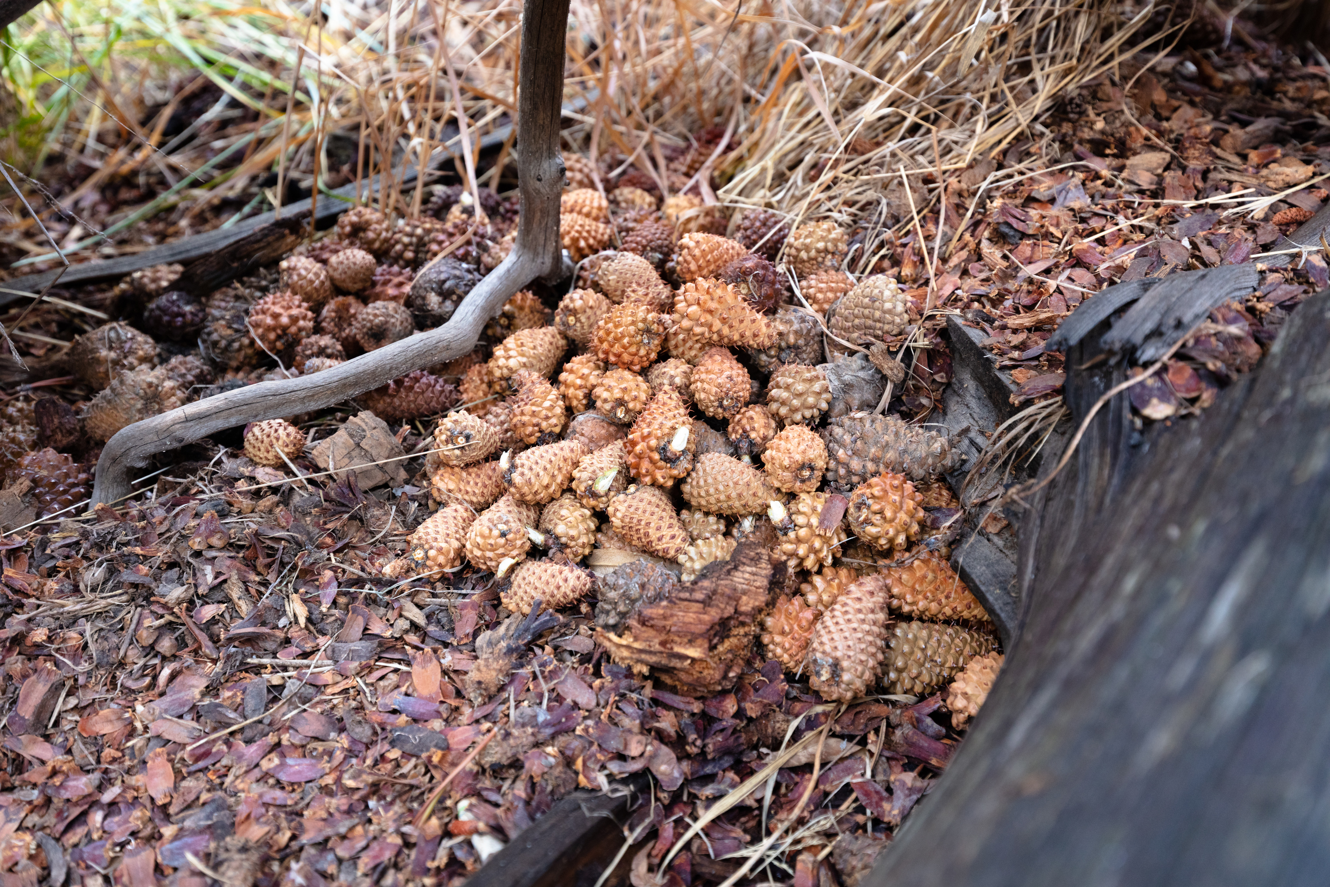 A pile of pine cones lie on the ground