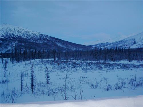 1 Gates of the Arctic National Park and Preserve Hares Survey 2004